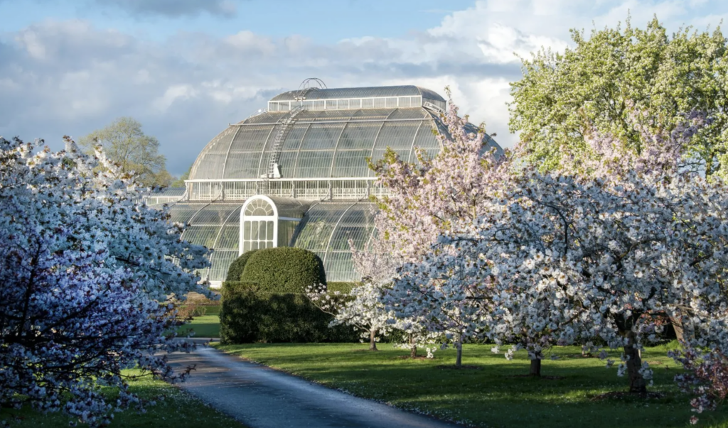 Sklenený skleník Palm House v Kew Gardens obklopený kvitnúcimi čerešňami v bielej a ružovej farbe