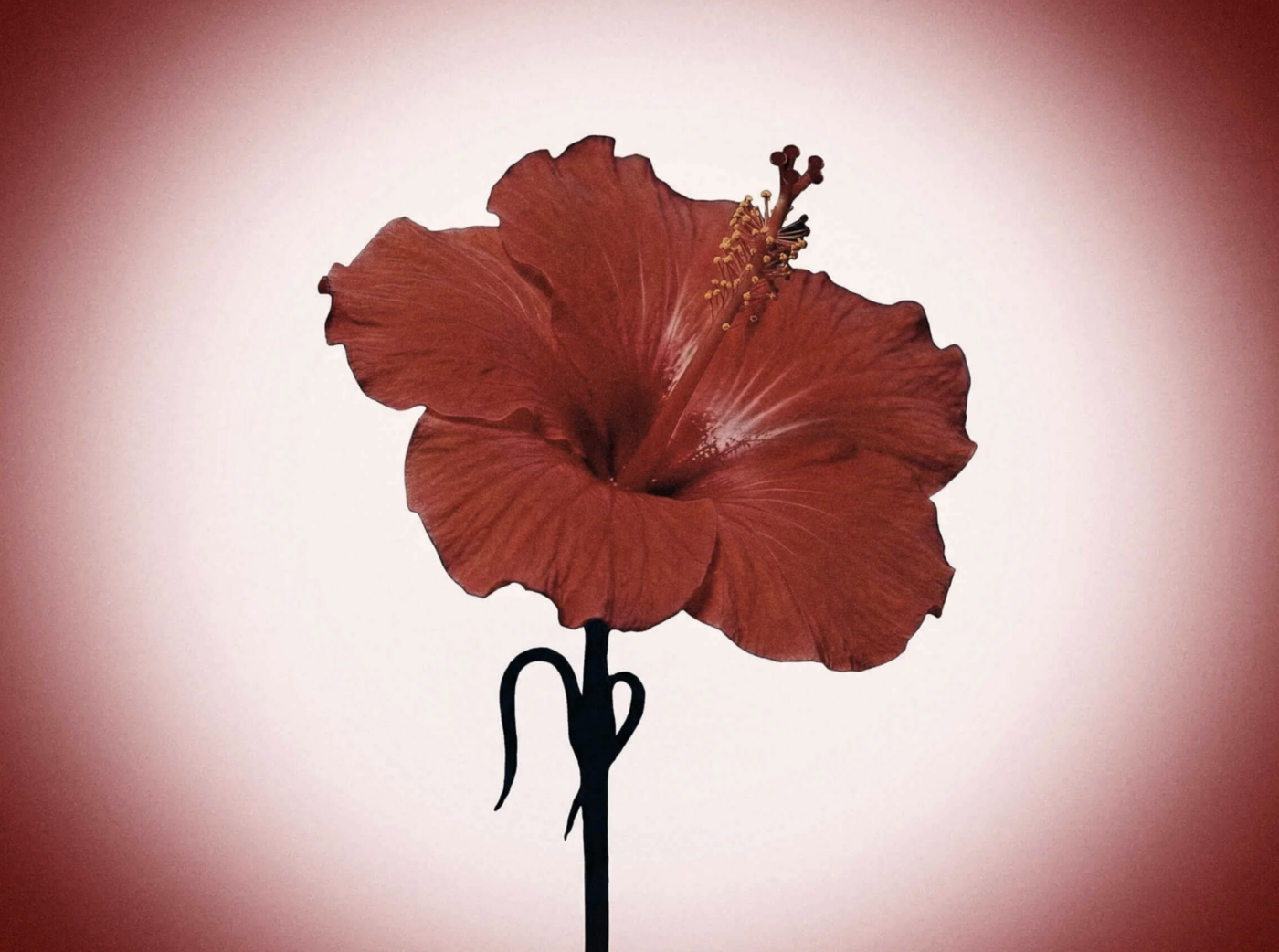 Love Hibiscus